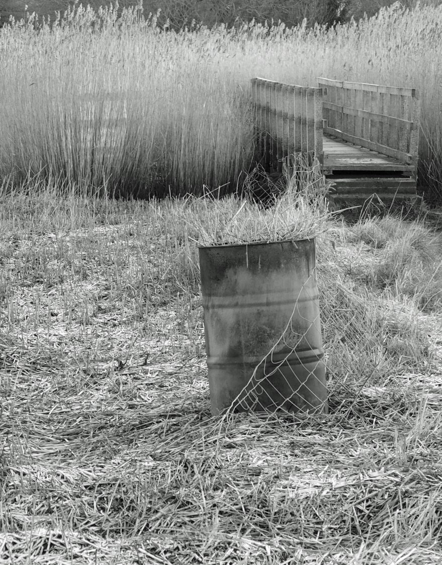 Sun and shadow on the reed beds, Fishbourne