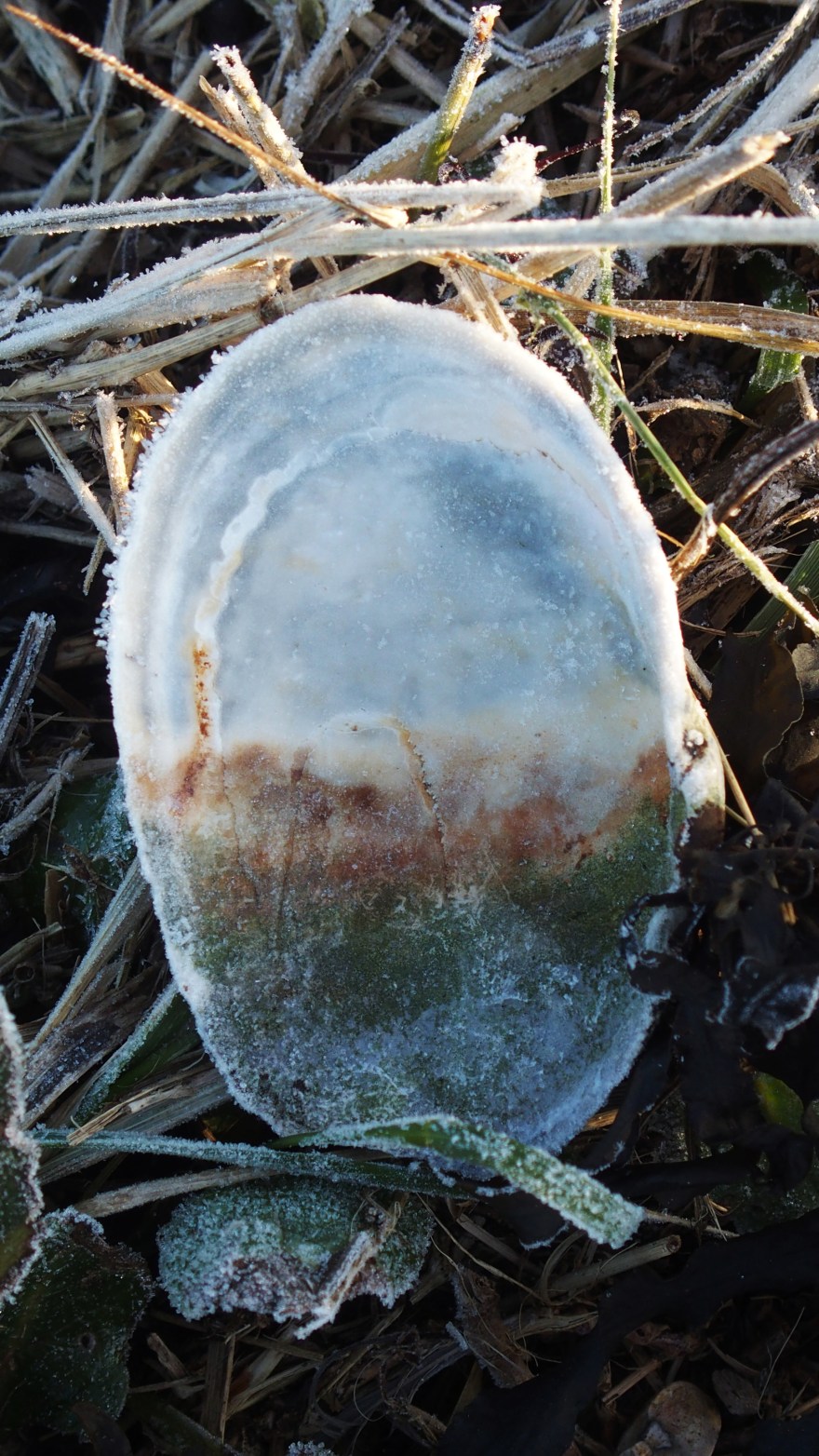 A painting in a shell Chidham Feb 2018.jpg